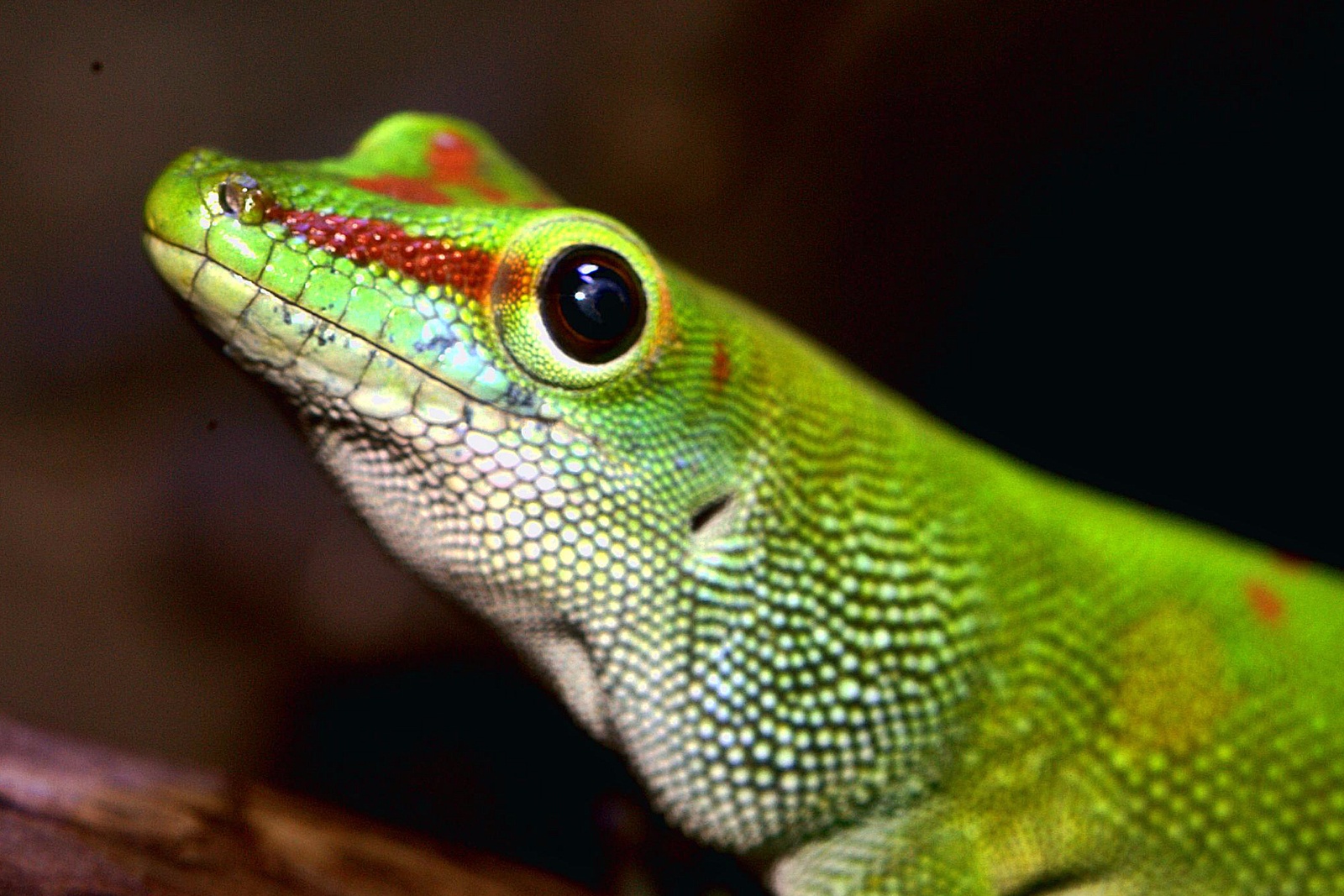 Green Day Gecko 21